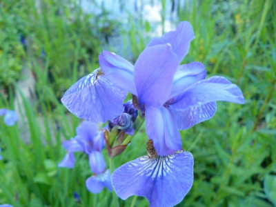 Iris versicolor Amerikanische Sumpfschwertlilie 1.jpg