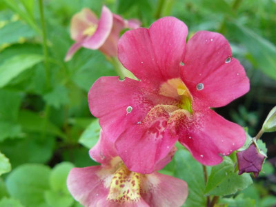 Mimulus cupreus gauklerblume rot.jpg