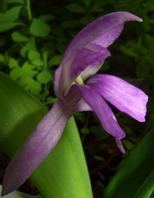 Roscoea_tibetica.jpg