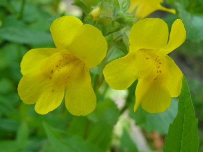 Mimulus luteus Gauklerblume gelb.jpg