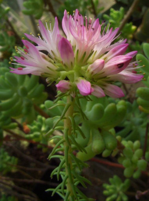 Pseudosedum_ferganense.jpg