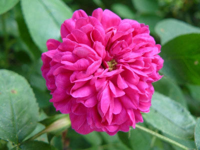 'Rose de Resht'.jpg
