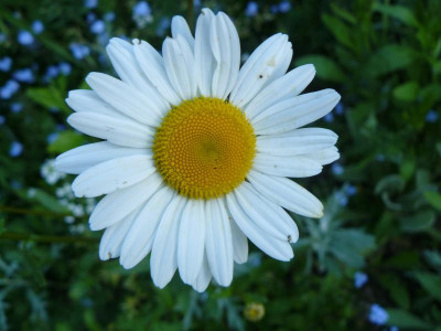 Leucanthemum vulgare)  Magerwiesen Magerite.jpg
