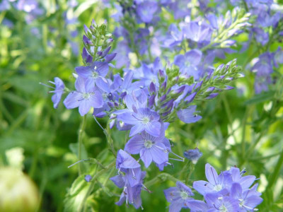 Veronica . teucrium isses. Büschelehrenpreis.jpg