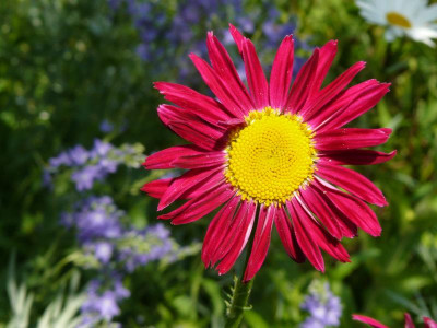 Tanacetum coccineum     ´ Robinsons Rosa´ Bunte Margerite.jpg