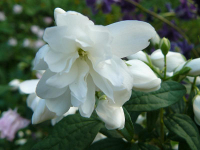 Philadelphus  Manteau d' Hermine Gartenjasmin.jpg