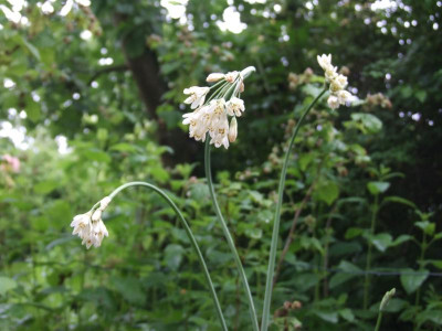 DSCF6387.JPG