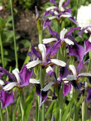Iris_fl_o_B.jpg