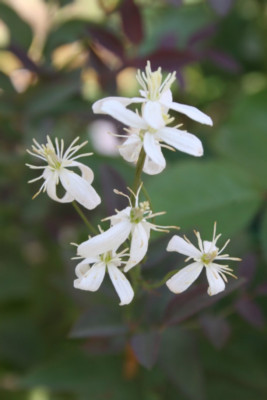 Crepurpurea.JPG