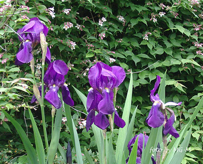 Imgp2339-Iris-pall.jpg