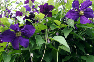 Cl.vit.Viola0107.jpg