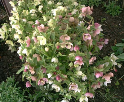 Helleburus_orient._mixed.jpg