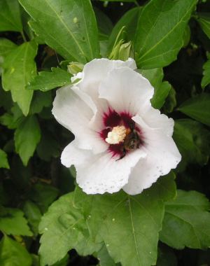 Hibiscus_weiss.jpg