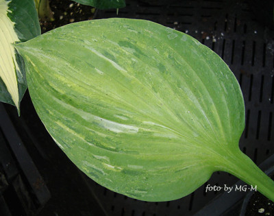 Imgp1588-Hosta-marmor.jpg