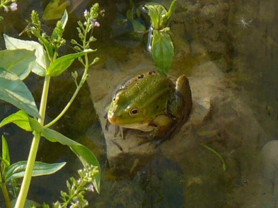 Juni_03_Frosch.jpg