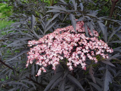 Sambucus nigra Black Lace Juni 2019.JPG