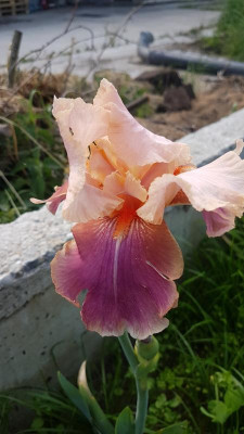 20190605_180944.jpg