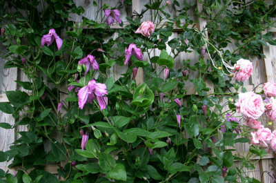 Cl.int.Alijonushka0207.jpg