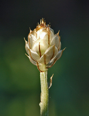 Rasselblume-170507.jpg