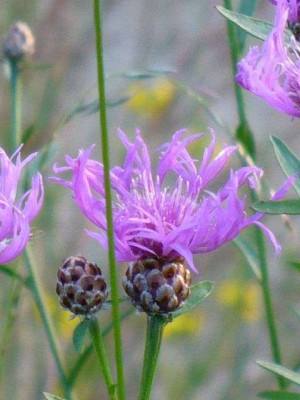 Juni_03_Flockenblume1.jpg