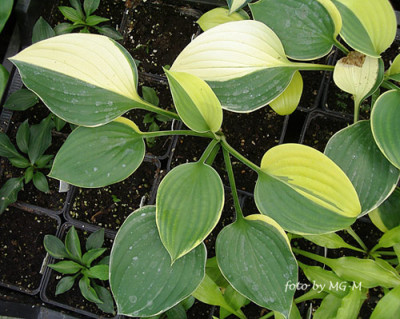 Imgp1605-Hosta.jpg