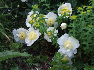 DSCF6474.JPG