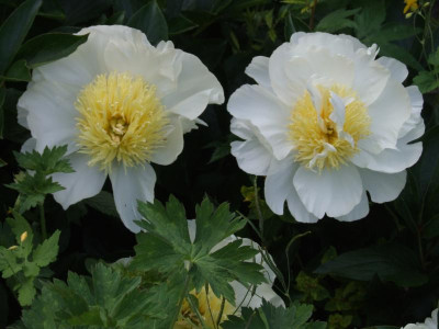 DSCF6476.JPG