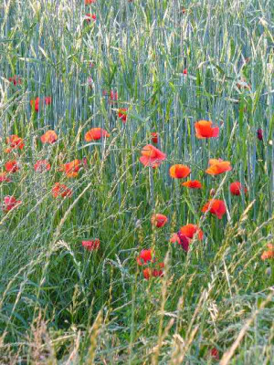 Juni_03_Mohn1_im_Getreidefeld.jpg