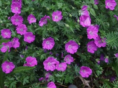 G. sanguineum ´Max Frei´_P5231654.JPG