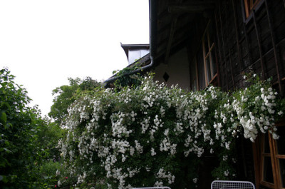 Zols2007.jpg