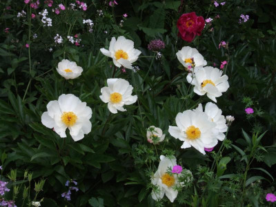 DSCF6479.JPG