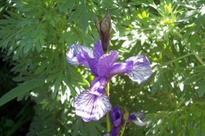 000_1732_Flight_of_Butterflies.jpg