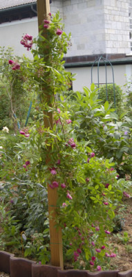 Amethyste_0010__P_7999.jpg