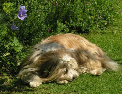 Gartenwolf.jpg
