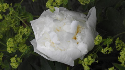 DSCN4420.JPG