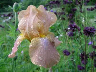 Hofdame oder was DSCN6957.JPG