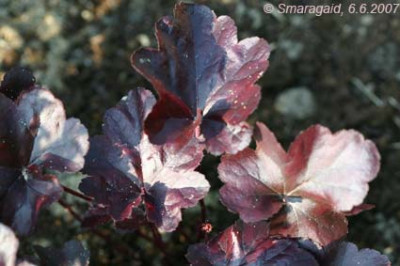 Heuchera-Obsidian-2007-06-06_8469.jpg