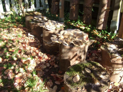 DSCF5159M.JPG