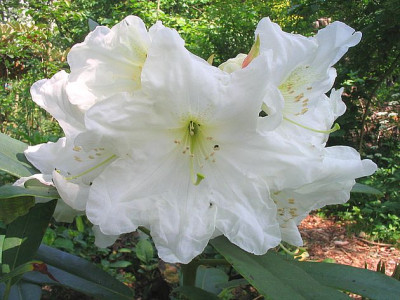 Rhododendron_decorum_Hybride_fars_2007.jpg