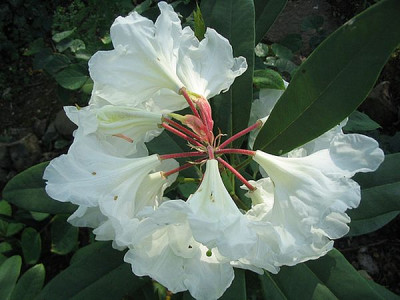 Rhododendron_decorum_Hybride_2_fars_2007.jpg