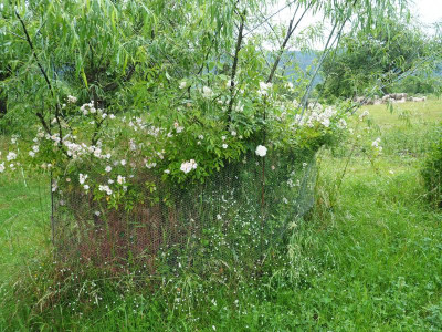 Drahthose mit Saum aus Stellaria graminea P6060042.JPG