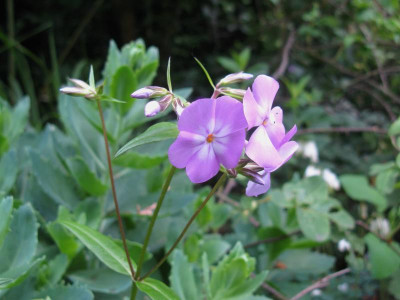 Phlox triflora Slg 1 (2).JPG