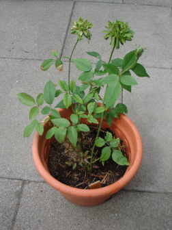 Viridiflora-_Stecklinge.jpg