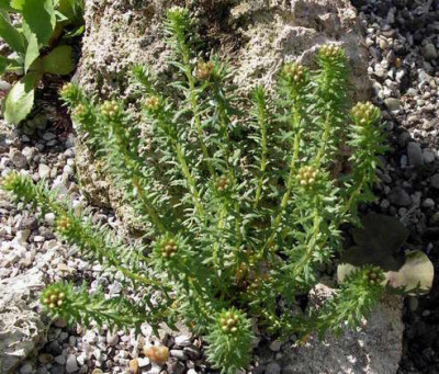 Rhodiola_wallichiana_2007-06-07_013.JPG