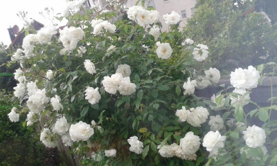 IMG-20151204-WA0009.jpg