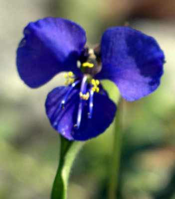 Commelina_dianthifolia_2007-06-07.JPG