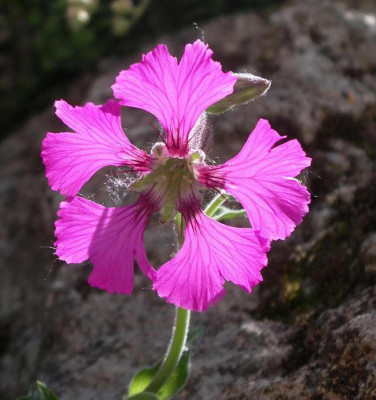 Silene_elisabethae_2007-06-07.JPG