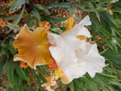 20190607_104454.jpg