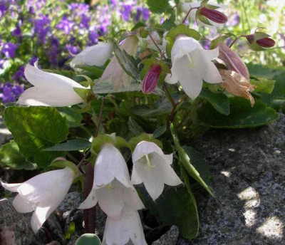 Campanula_betulifolia_2007-06-07.JPG