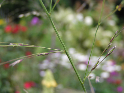 molinia_caerulea_ssp_arundinacea_transparent.jpg